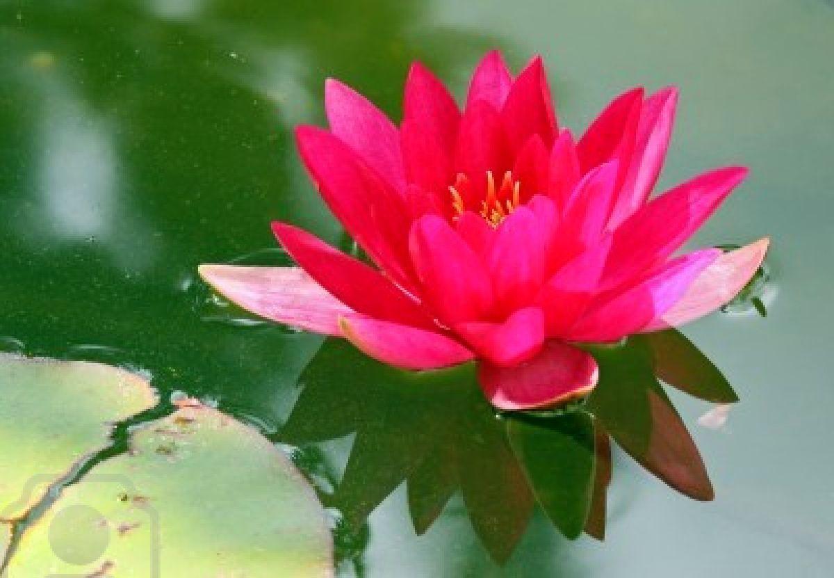 LOTUS FLOWERS for HAVAN